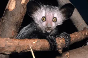 Aye-aye