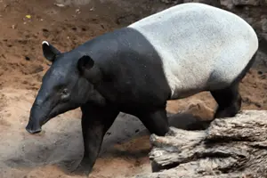 Malayan Tapir