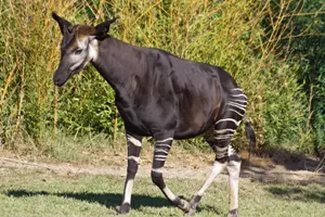 Okapi